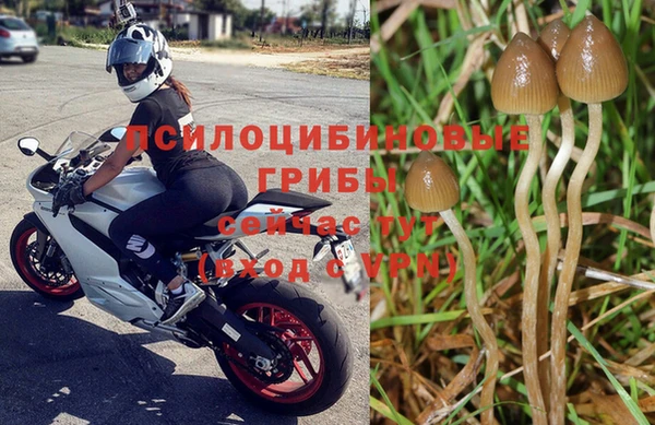 PSILOCYBIN Армянск